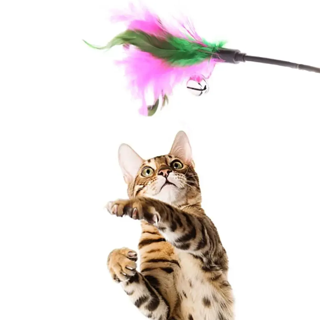 Bengal cat jumping to catch colorful feather toys with bells, part of the Toys collection