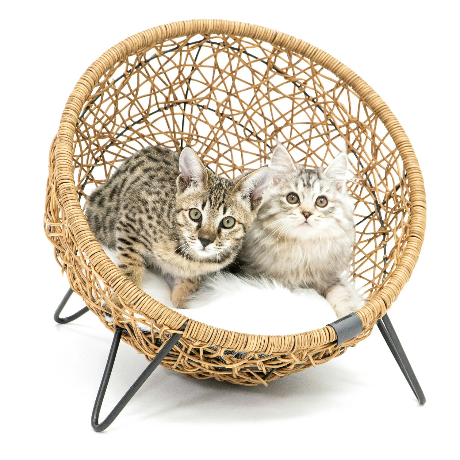 Two adorable kittens sitting together in a modern wicker chair, part of the furniture collection.